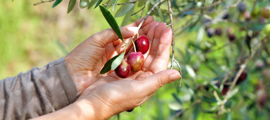 Festas do Azeite de Oliva: na Espanha, celebra-se o primeiro azeite do ano