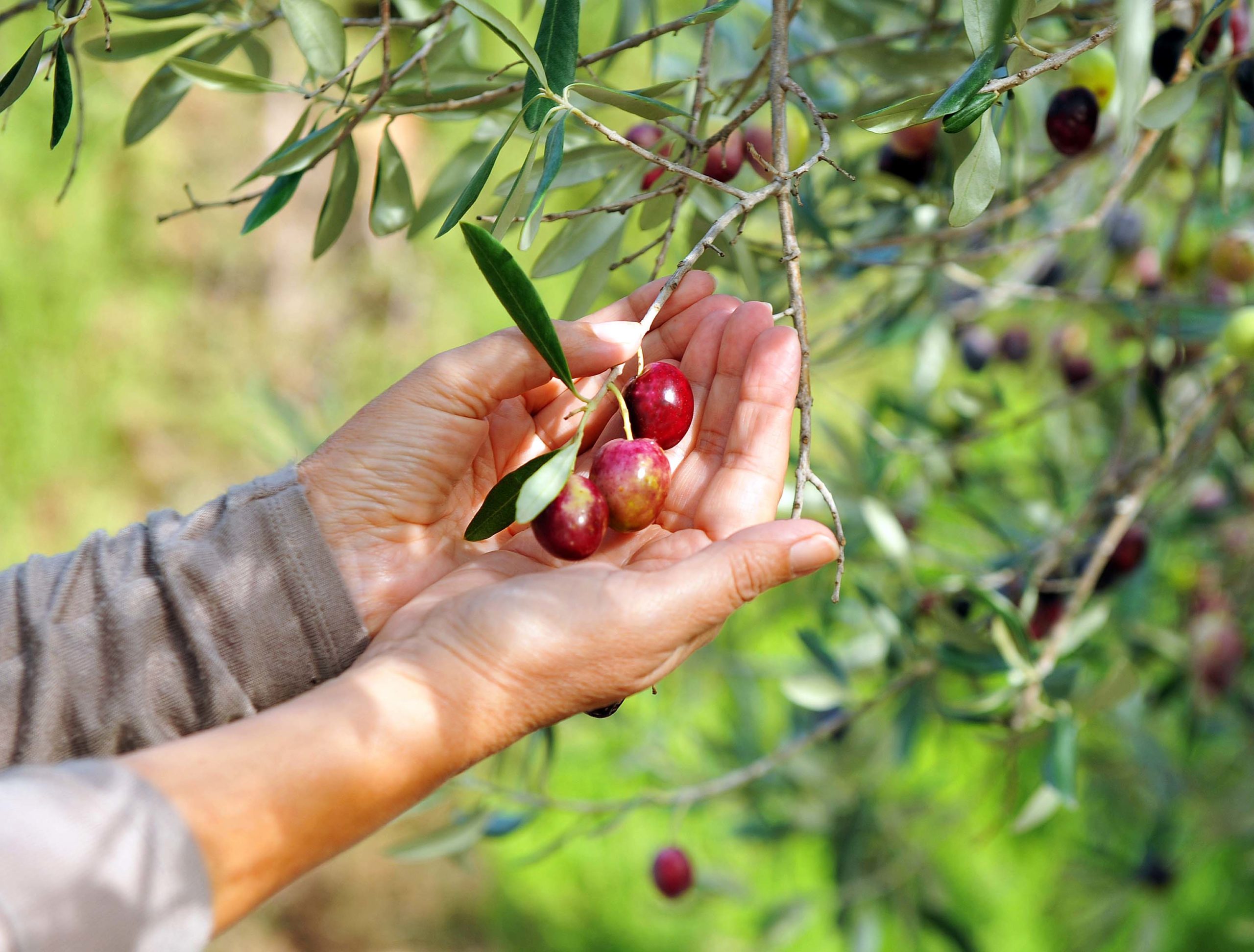 Entre as oliveiras, as festas do primeiro azeite em Jaén atraem turistas